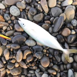 七里御浜ショアジギング