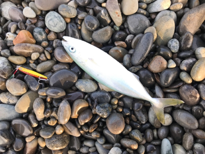 七里御浜ショアジギング