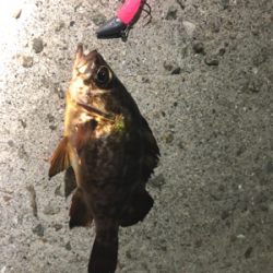 アジとメバルとガシラ