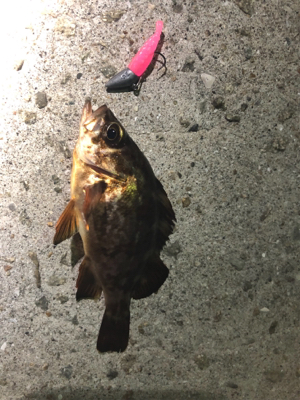 アジとメバルとガシラ