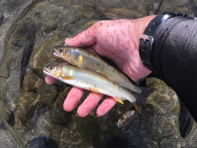 初陣、シブい、小さい（笑）