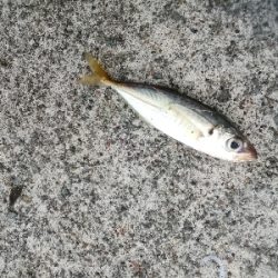 やっとアジに会えました