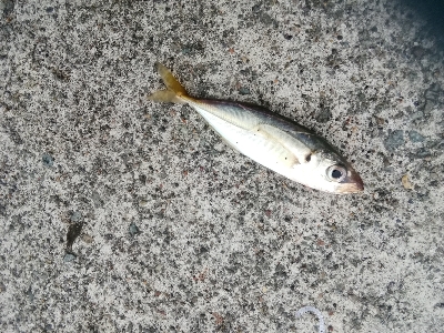 やっとアジに会えました