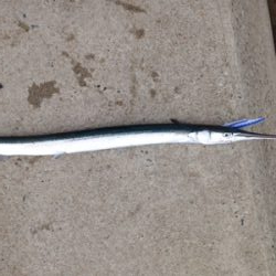 ベイトの群れが大量に回遊!