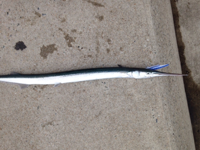 ベイトの群れが大量に回遊!