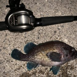 ベイトが跳ねてます٩( ‘ω’ )و