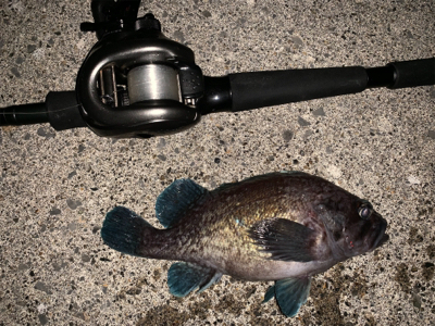 ベイトが跳ねてます٩( ‘ω’ )و