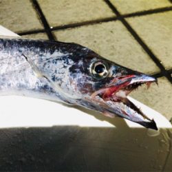 久しぶりのご馳走です