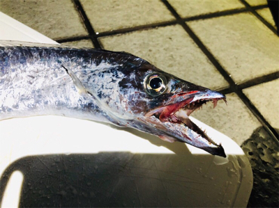 久しぶりのご馳走です