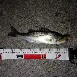 チーバスパラダイス