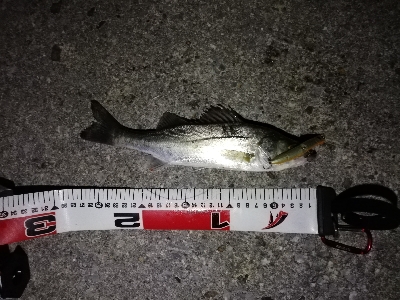 チーバスパラダイス