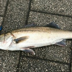 デイゲームはあのルアー