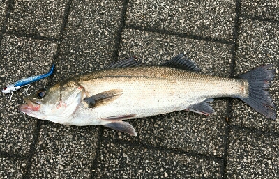 デイゲームはあのルアー