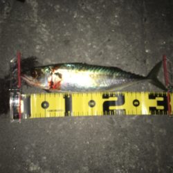 大サバやっとゲット