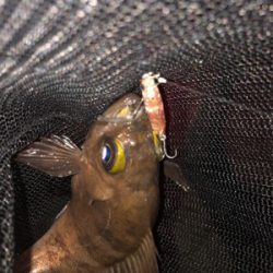 プラッキングでメバル、アジ。