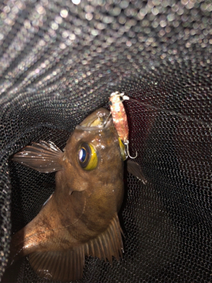 プラッキングでメバル、アジ。