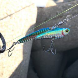 ヒラマサの子？ブリの子？