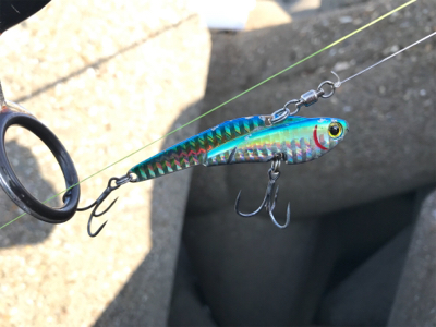 ヒラマサの子？ブリの子？