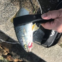 ツバスが釣りたい