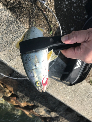 ツバスが釣りたい