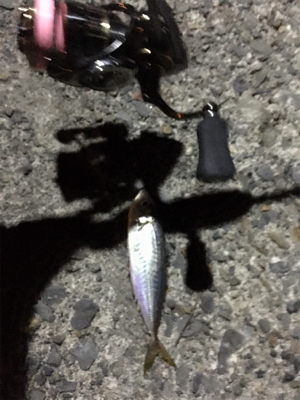 まづめアジング