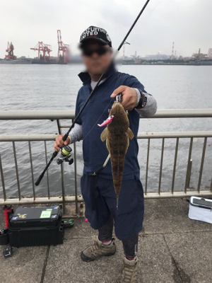 マゴチ入れ食い