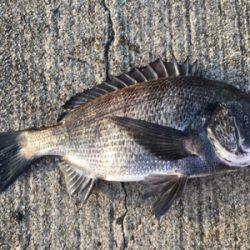 今朝は寒く魚の活性高い