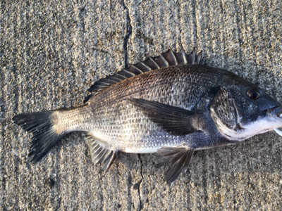 今朝は寒く魚の活性高い