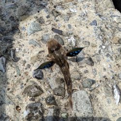 エギング諦めサーフキス