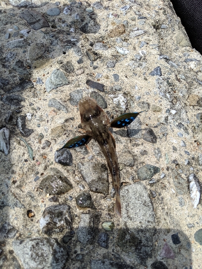 エギング諦めサーフキス