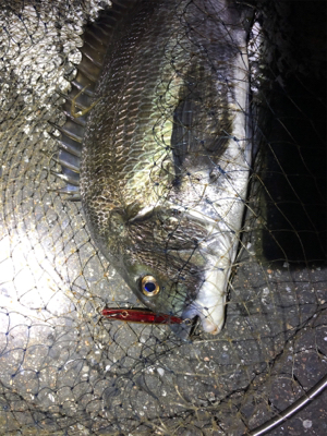 シーバス狙いでチヌ