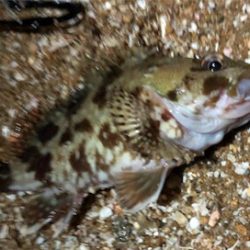 ガッシーフェス