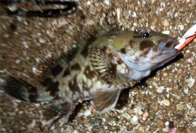 ガッシーフェス