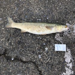 親父たちの釣行 舞鶴編