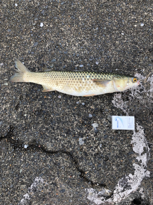 親父たちの釣行 舞鶴編