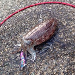 ショアジギングの合間で