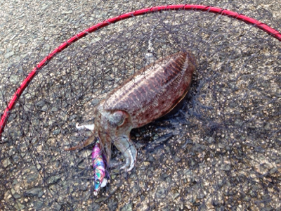 ショアジギングの合間で