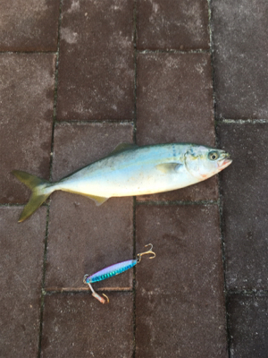 ツバス 天保山中央突堤