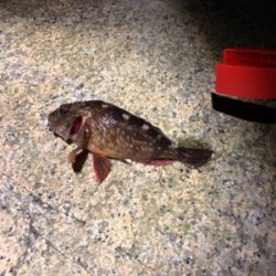 メバリングのはずが・・・