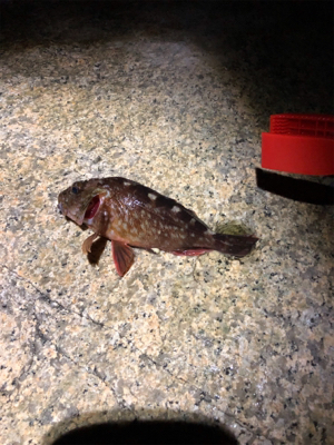 メバリングのはずが・・・