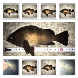 貝塚ライトゲームで色々釣れます。