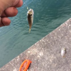 豆アジとツバス