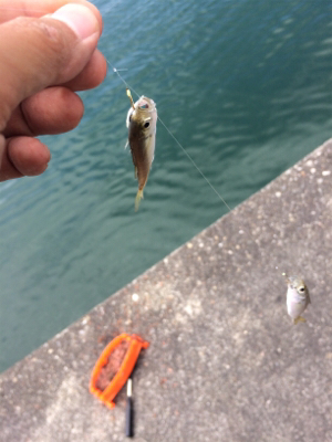 豆アジとツバス