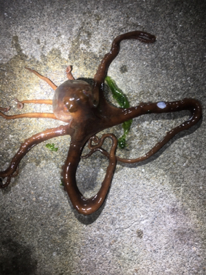 親イカ狙い+コウイカ狙いからの…