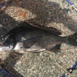 団子釣りでツバス