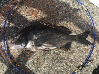 団子釣りでツバス