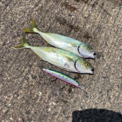 ルアーと同じサイズのツバス