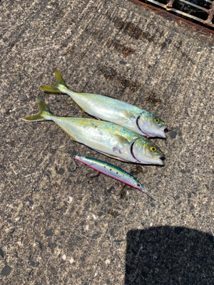 ルアーと同じサイズのツバス