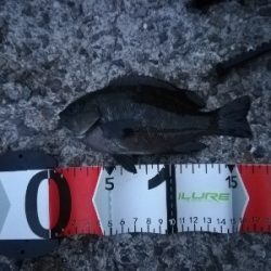 アタリ多数あり