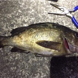 久々のメバリング